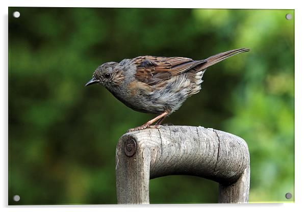  Dunnock on an old wooden garden fork handle Acrylic by RSRD Images 
