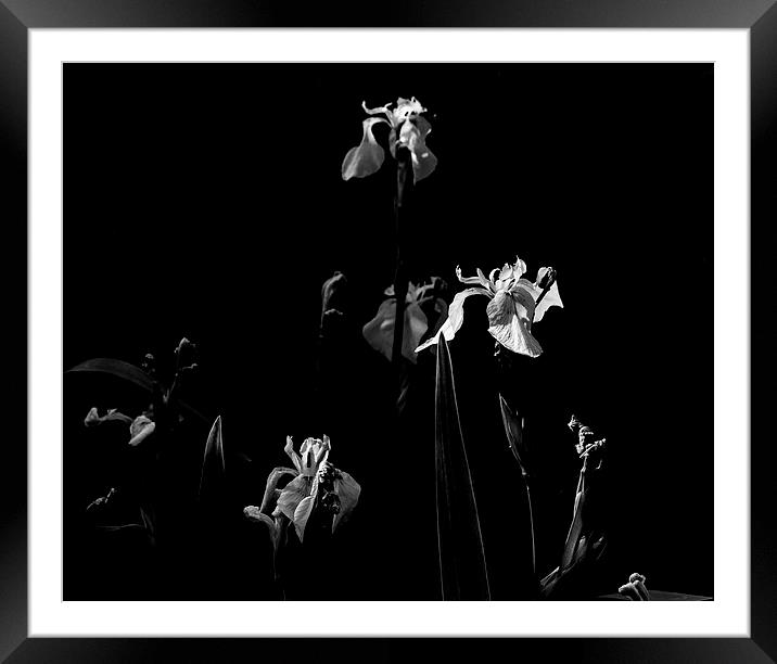  Stand Of Lillies Framed Mounted Print by Stephen Maher