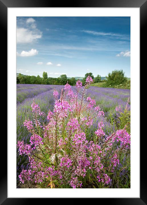  Pink in a field of Lavender Framed Mounted Print by Stephen Mole