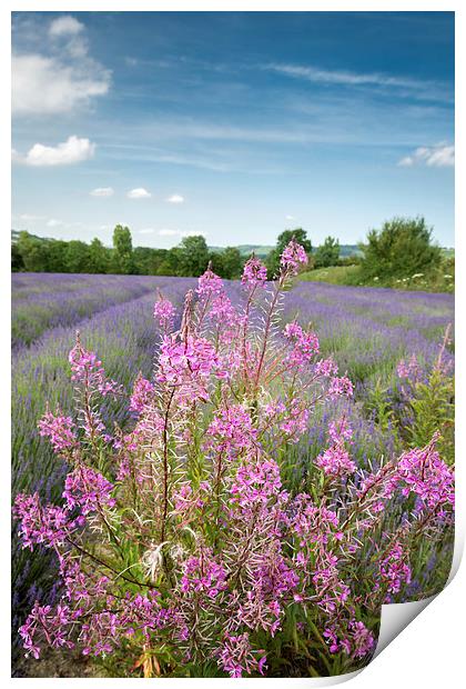  Pink in a field of Lavender Print by Stephen Mole