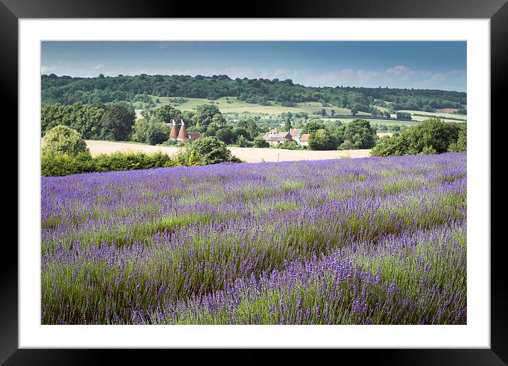  Lavender overlooking an Oasthouse Framed Mounted Print by Stephen Mole