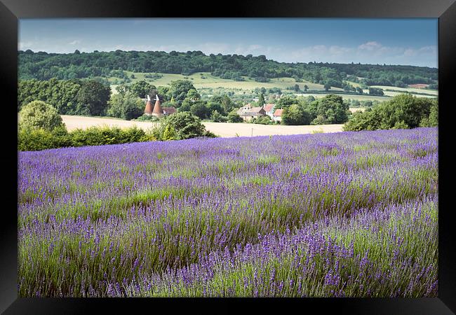  Lavender overlooking an Oasthouse Framed Print by Stephen Mole