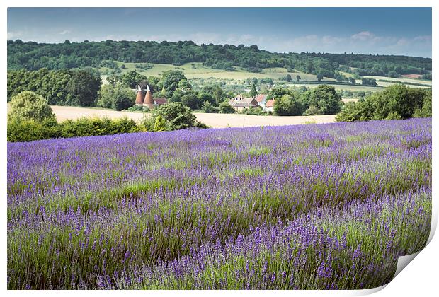  Lavender overlooking an Oasthouse Print by Stephen Mole