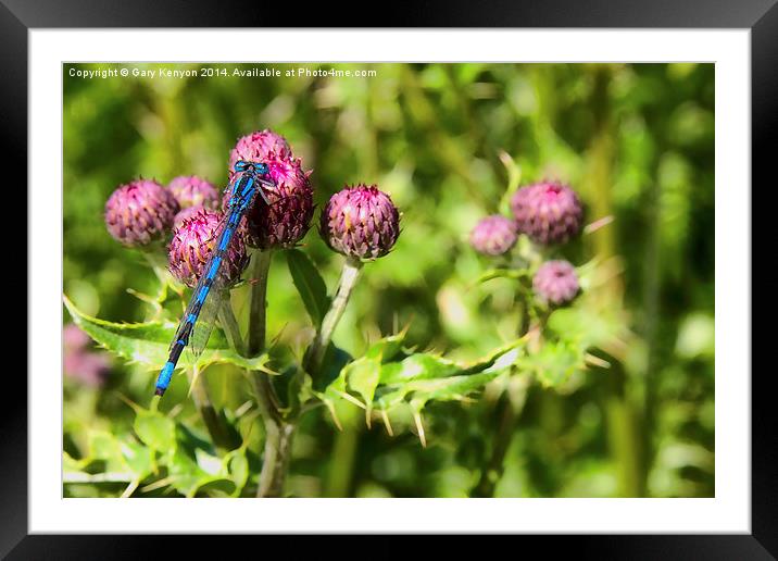  Damselfly Framed Mounted Print by Gary Kenyon