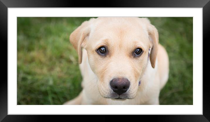 Labrador Puppy Framed Mounted Print by Simon Wrigglesworth