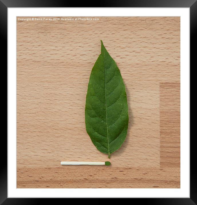  Match n Leaf Framed Mounted Print by David Pacey