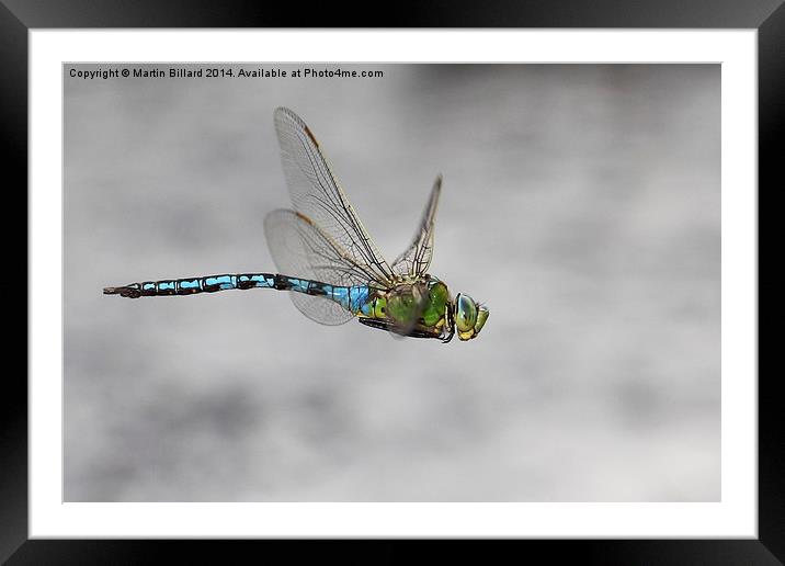 Emperor Dragonfly In Flight Framed Mounted Print by Martin Billard
