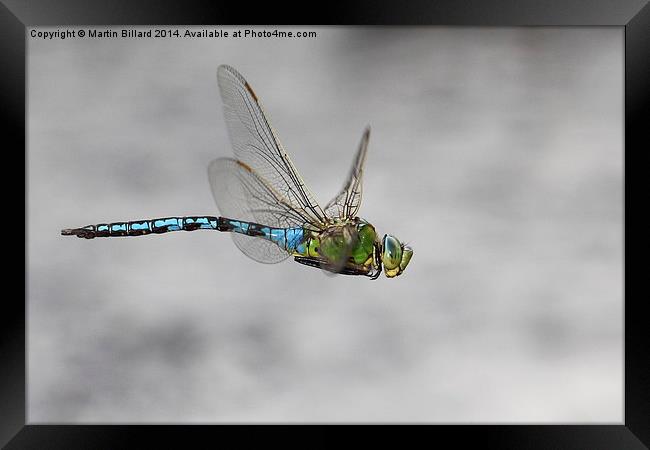  Emperor Dragonfly In Flight Framed Print by Martin Billard