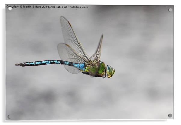  Emperor Dragonfly In Flight Acrylic by Martin Billard