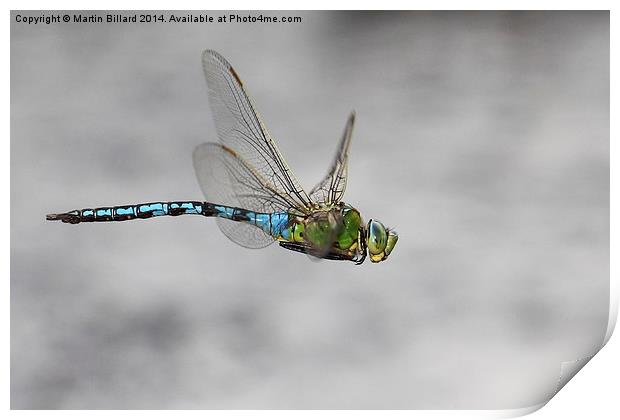  Emperor Dragonfly In Flight Print by Martin Billard