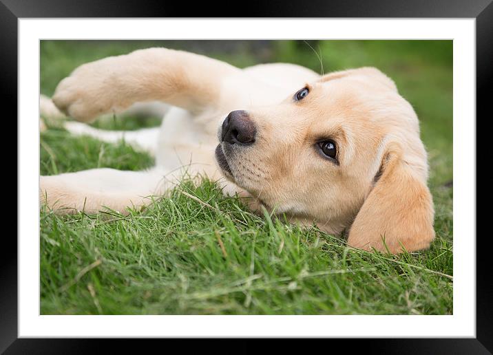  Hey You - Labrador Puppy Framed Mounted Print by Simon Wrigglesworth