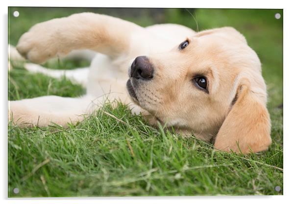  Hey You - Labrador Puppy Acrylic by Simon Wrigglesworth