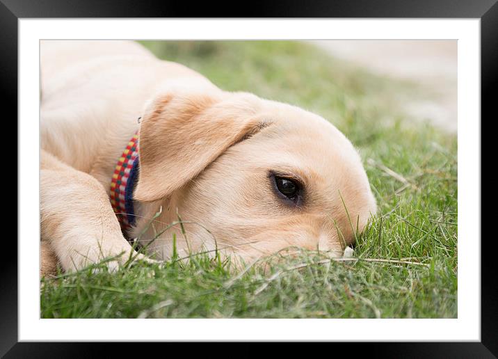 Tired Puppy Framed Mounted Print by Simon Wrigglesworth