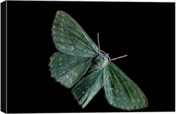  large Emerald Moth Canvas Print by Dean Messenger