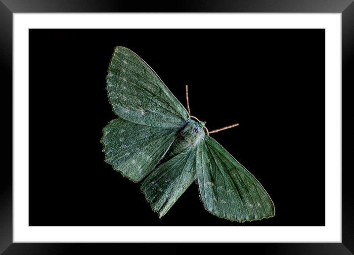 large Emerald Moth Framed Mounted Print by Dean Messenger