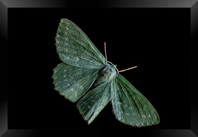  large Emerald Moth Framed Print by Dean Messenger