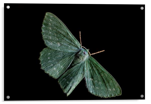  large Emerald Moth Acrylic by Dean Messenger