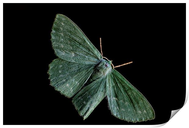  large Emerald Moth Print by Dean Messenger