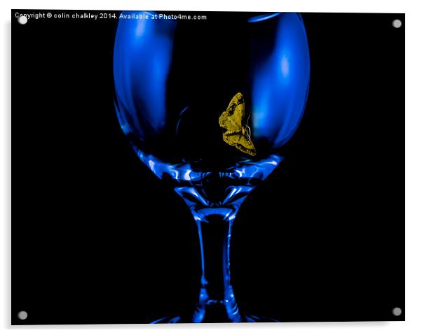  Moth on a Wineglass Acrylic by colin chalkley