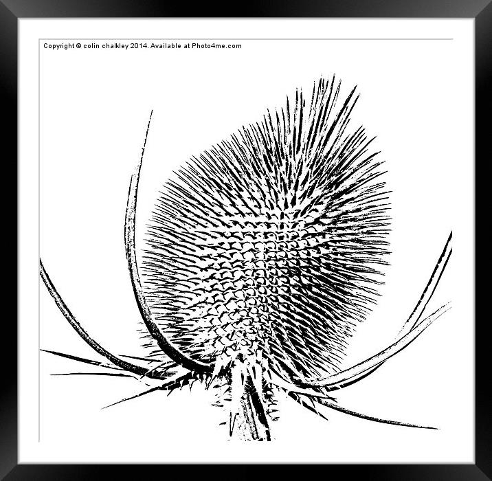  Thistle in Black and White Framed Mounted Print by colin chalkley