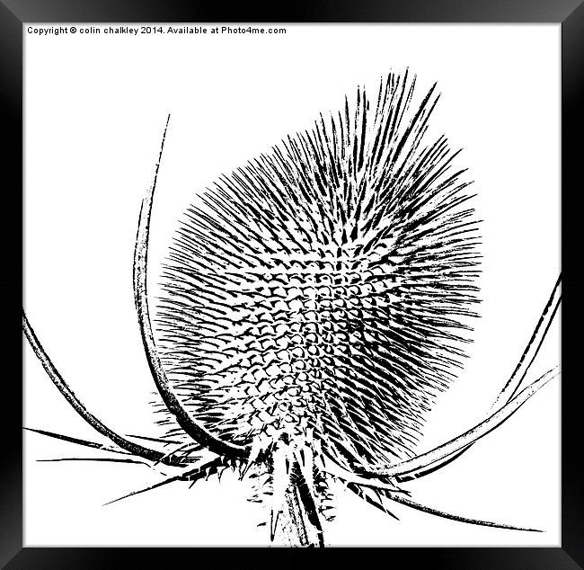  Thistle in Black and White Framed Print by colin chalkley