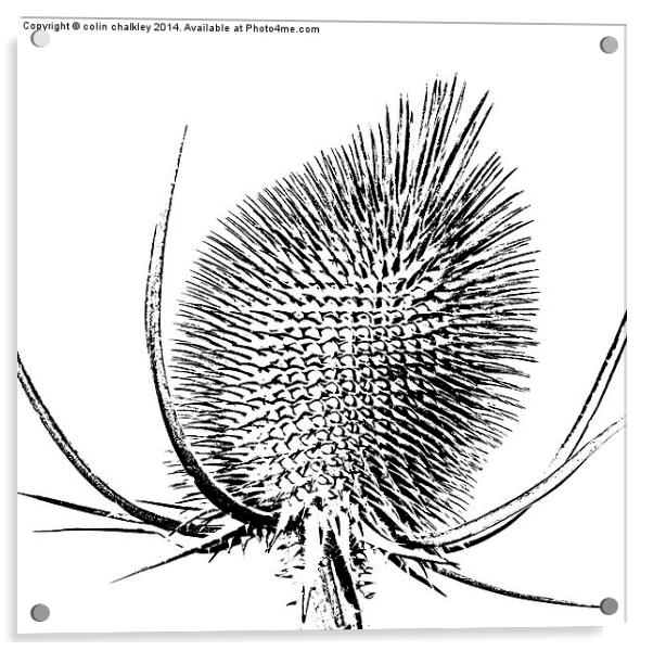  Thistle in Black and White Acrylic by colin chalkley