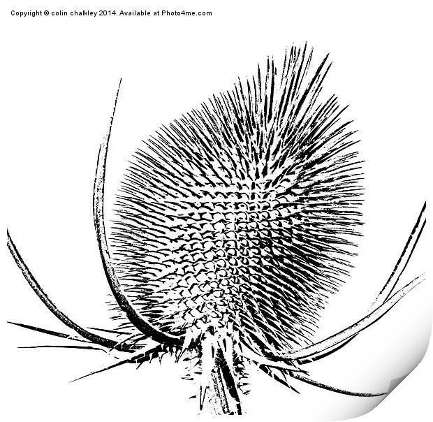  Thistle in Black and White Print by colin chalkley