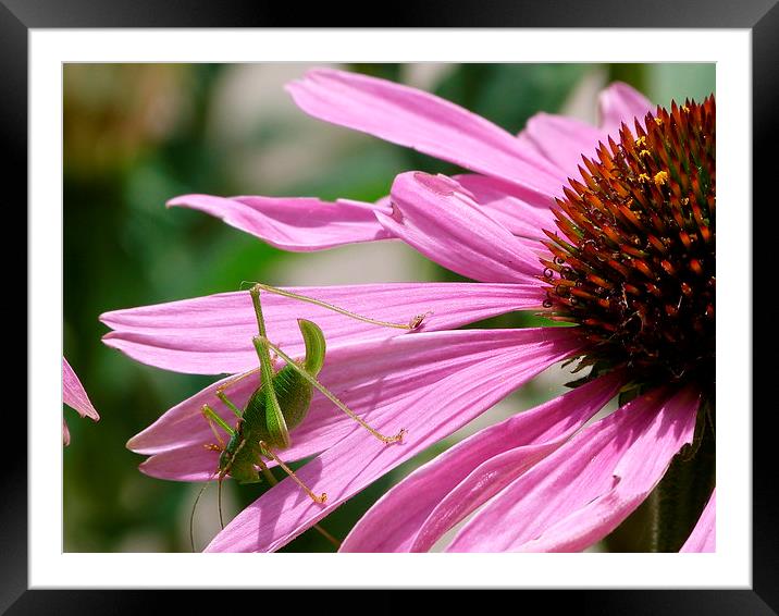  Cricket on Echinacea Flower Framed Mounted Print by Stephen Cocking