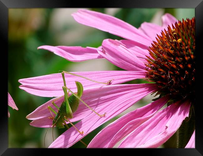  Cricket on Echinacea Flower Framed Print by Stephen Cocking