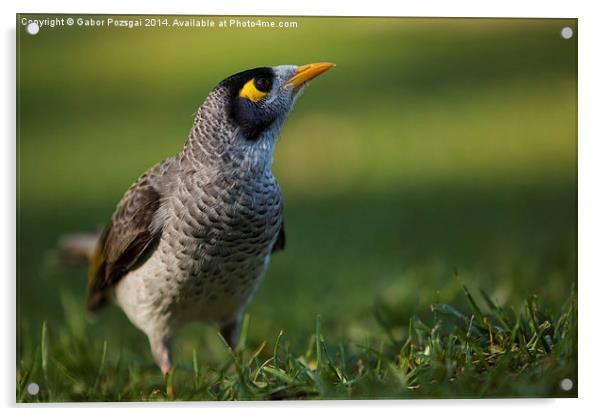 Noisy miner (Manorina melanocephala) Acrylic by Gabor Pozsgai