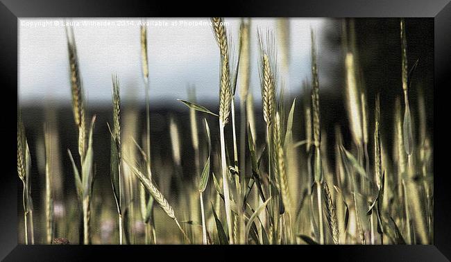  Wheat field canvas Framed Print by Laura Witherden