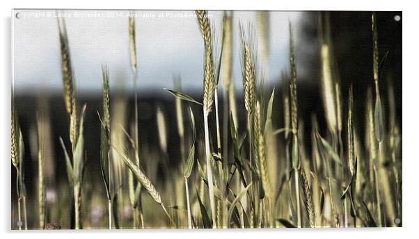  Wheat field canvas Acrylic by Laura Witherden
