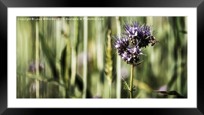  Wheat Flower Framed Mounted Print by Laura Witherden