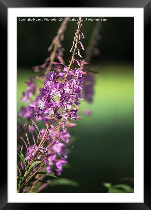  Rosebay Willowherb Framed Mounted Print by Laura Witherden