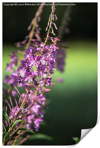  Rosebay Willowherb Print by Laura Witherden