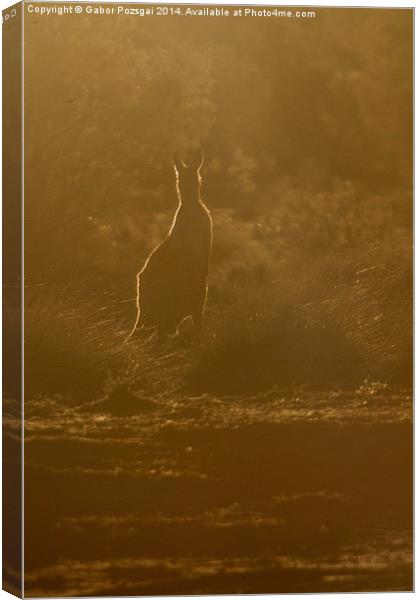 Kangaroo silhouette Canvas Print by Gabor Pozsgai