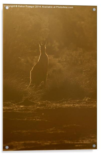 Kangaroo silhouette Acrylic by Gabor Pozsgai