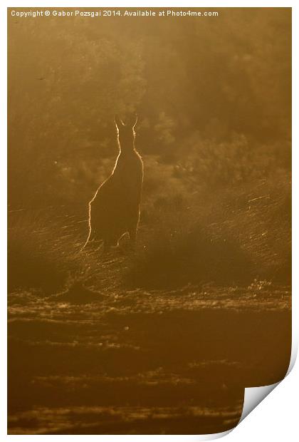 Kangaroo silhouette Print by Gabor Pozsgai