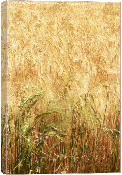 Field of Gold 3 Canvas Print by Ann Garrett