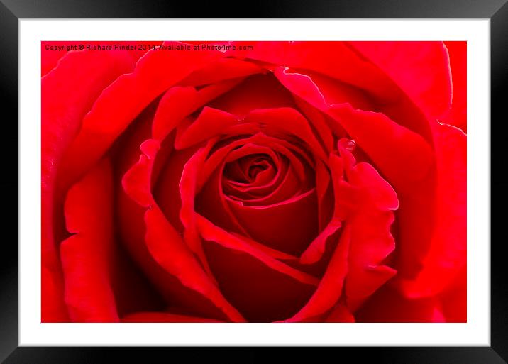  Romantic Red Rose Bud Framed Mounted Print by Richard Pinder