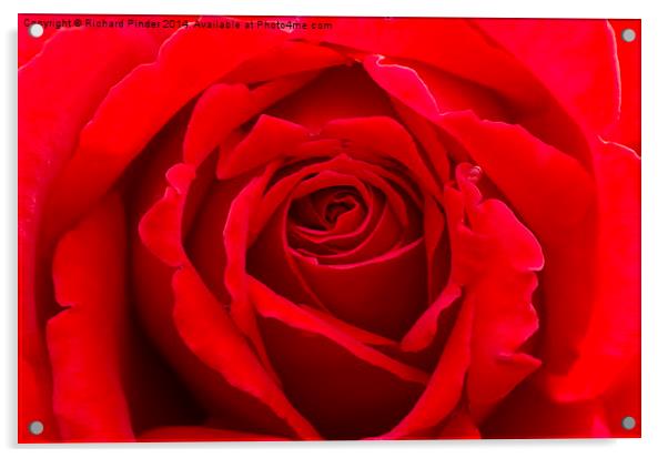  Romantic Red Rose Bud Acrylic by Richard Pinder