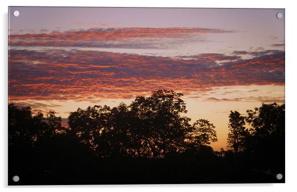 sunrise over the trees Acrylic by Martin Parkinson