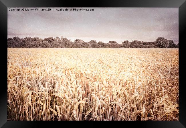 Wheat Field, Nottinghamshire Framed Print by Martyn Williams