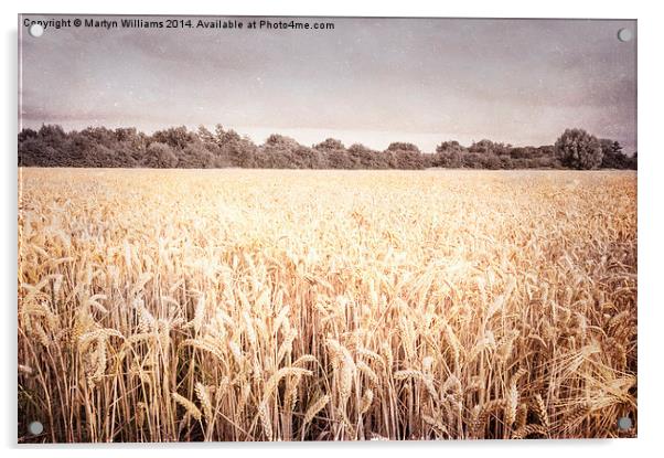 Wheat Field, Nottinghamshire Acrylic by Martyn Williams
