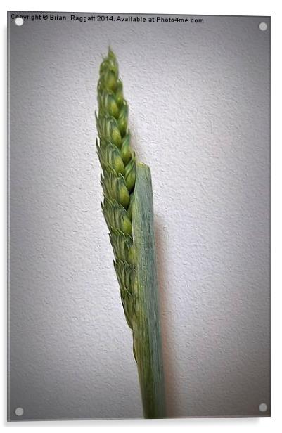  Grass Seed Stalk oils effect Acrylic by Brian  Raggatt