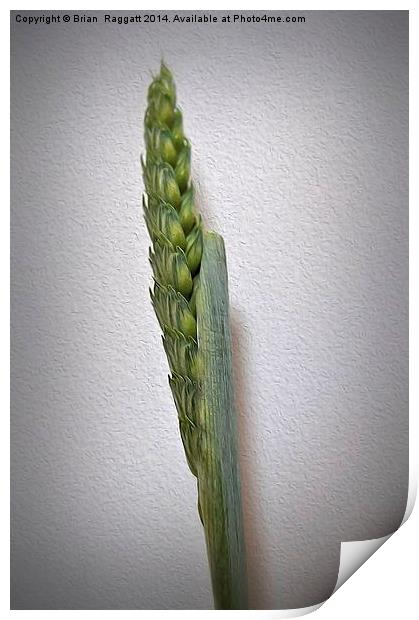  Grass Seed Stalk oils effect Print by Brian  Raggatt