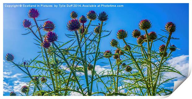  Scotland The Brave Print by Tylie Duff Photo Art