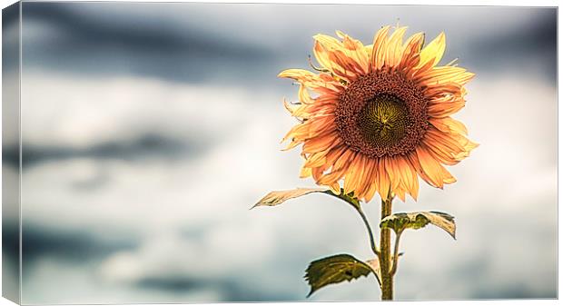  Lone Sunflower Canvas Print by Nigel Jones