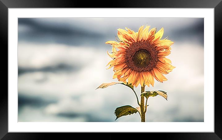  Lone Sunflower Framed Mounted Print by Nigel Jones