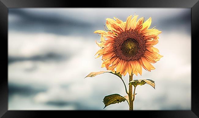 Lone Sunflower Framed Print by Nigel Jones